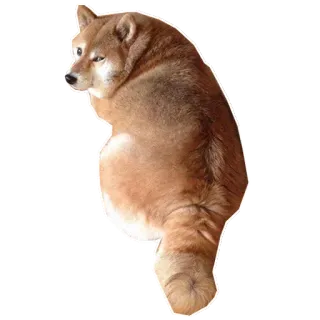 😒 собака, сиба ину, доге, мем, животное, питомец telegram sticker