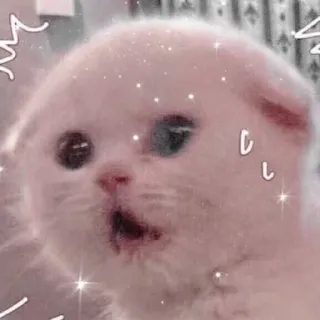 🐱 Katze, Kätzchen, süß, Tier, Haustier, geschockt, überrascht telegram sticker