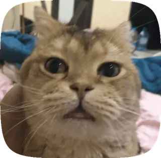 🤨 kot, zwierzę, zwierzę domowe, zwierzę domowe, ssak, kotowaty telegram sticker