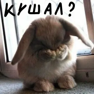 🐰 КУШАЛ? lapin, mignon, adorable, question, nourriture, lapin whatsapp sticker