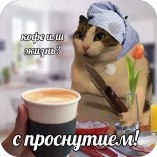 🫥 cat кофе или жизнь? с проснутием! cat, coffee, knife, humor, morning, meme, threatening, breakfast telegram sticker