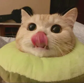 😛 Katze, Tier, Haustier, süß, lustig, Avocado, Zunge telegram sticker