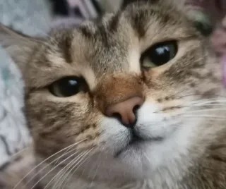 😐 gato, animal, mascota, animal doméstico, primer plano, felino, mamífero, gato doméstico telegram sticker
