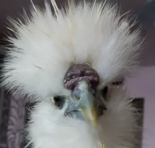 😡 pollo, sedosas, animales domésticos, aves de corral telegram sticker