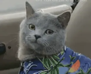 ❤️ chat, animal, animal de compagnie, chemise, chemise hawaïenne, mignon whatsapp sticker
