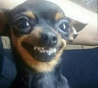 🌟 perro, sonrisa, dientes, animal, lindo, gracioso whatsapp sticker
