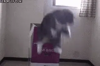 🔽 gato, caixa, pulando, animal, animal de estimação, engraçado telegram sticker