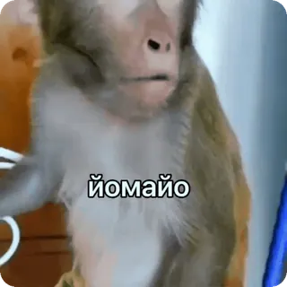 Переговори би тадж :: @fStikBot telegram stickers