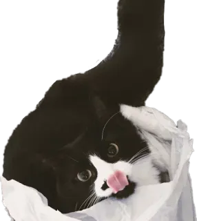 😐 猫, 燕尾服猫, 塑料袋, 动物, 宠物, 可爱, 家养动物 telegram sticker