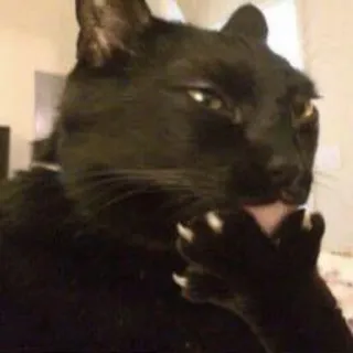 😂 gatto, leccare, toelettatura, animale, animale domestico, gatto nero telegram sticker
