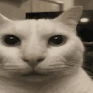😨 cat, animal, meme, funny, pet, white cat, cute whatsapp sticker