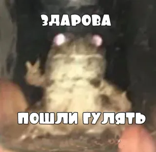 ✌️ ЗДАРОВА
ПОШЛИ ГУЛЯТЬ лягушка, привет, русский, жаба telegram sticker