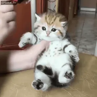 🐈 แมว, ลูกแมว, สัตว์เลี้ยง, สัตว์, น่ารัก telegram sticker