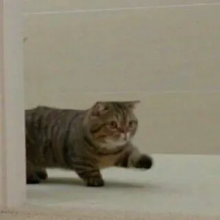 🐈 고양이, 동물, 애완동물, 애완동물, 얼룩 고양이, 고양이과 telegram sticker
