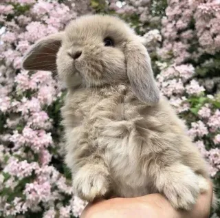 🌟 rabbit, bunny, animal, pet, cute, fluffy, lop-eared rabbit, domestic animal whatsapp sticker