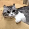 😺