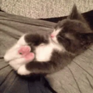 😊 cat, kitten, sleeping, cute, animal, domestic animal, pet whatsapp sticker