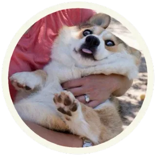 😳 корги, собака, животное, питомец, милый, смешной, язык whatsapp sticker