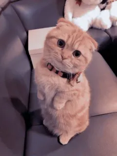 🐱 고양이, 새끼 고양이, 애완 동물, 귀여운, 동물, 집고양이, 스코티시 폴드 telegram sticker