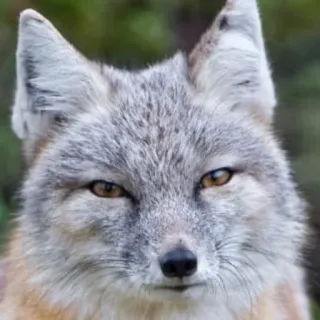 🦊 whatsapp sticker