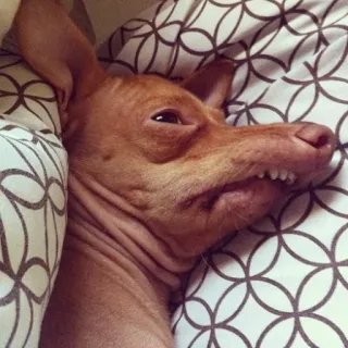 😩 cane, animale, divertente, animale domestico, sonno, letto, denti telegram sticker