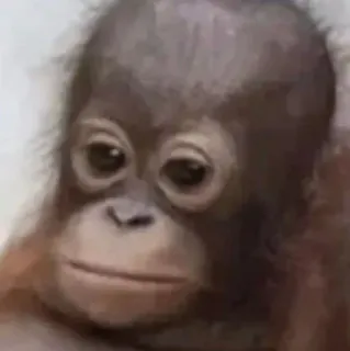 😐 aap, mensaap, dier, schattig, primaat, orang-oetan whatsapp sticker