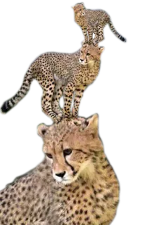 🆙 cheetah, animals, big cat, wildlife whatsapp sticker