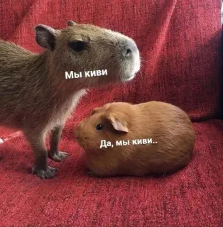 🌟 Мы киви
Да, мы киви.. Capybara, Meerschweinchen, Kiwi, Tiere telegram sticker
