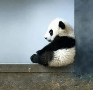 🐼 Panda, Animal, Lindo, Fauna, Panda bebé telegram sticker