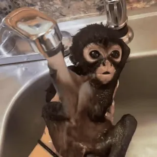 🧼 monkey, animal, primate, wildlife, pet, cute, baby monkey whatsapp sticker