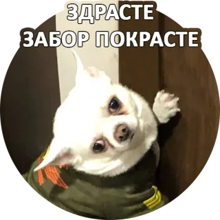 👋 ЗДРАСТЕ
ЗАБОР ПОКРАСТЕ cane, chihuahua, saluto, russo, meme whatsapp sticker