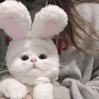 💓 @是糖果味的珍珠 кот, кролик, уши, милый, питомец, животное whatsapp sticker