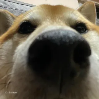 🏷 IG Balltze chó, động vật, thú cưng, corgi, cận cảnh telegram sticker
