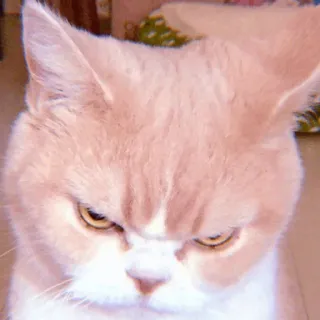 🧁 kot, zły, koci, zwierzę domowe, zwierzę, zrzędliwy, kociak telegram sticker