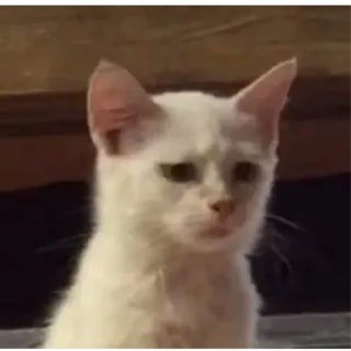 😔 cat, white, sad, cute, animal telegram sticker