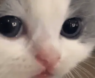 🌟 cat, kitten, animal, pet, cute, eyes, domestic cat telegram sticker