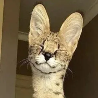 ☺️ Katze, Serval, Tier, Haustier, Haustier whatsapp sticker