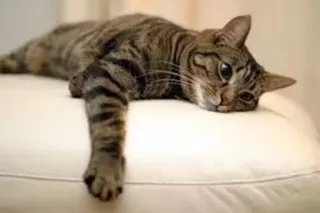 😞 cat, animal, pet, mammal, tabby, domestic cat, feline telegram sticker