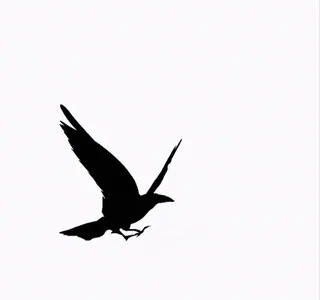 🖤 gagak, burung, terbang, siluet, hewan, alam whatsapp sticker