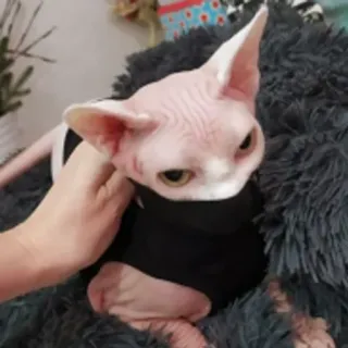 😁 gatto, sphynx, senza pelo, animale domestico, animale telegram sticker