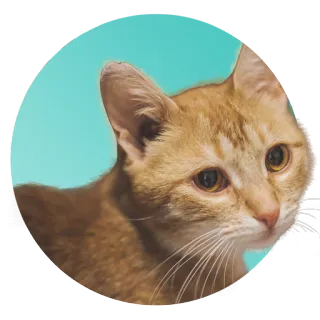 🙁 chat, animal, animal de compagnie, orange, félin, animal domestique telegram sticker