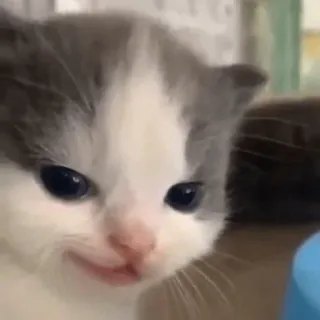 😈 kitten, cat, cute, animal, pet, feline, baby whatsapp sticker