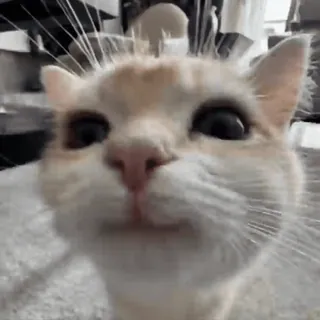 🤩 mèo, thú cưng, động vật, mèo nhà, động vật có vú, họ mèo telegram sticker