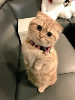 ✨ gato, gatinho, fofo, animal de estimação, animal, doméstico, felino telegram sticker