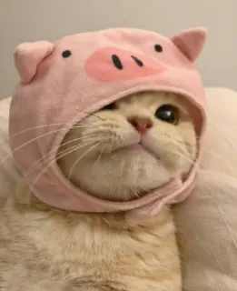 😻 gato, porco, animal, fofo, chapéu, animal de estimação, engraçado telegram sticker