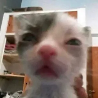 😐 猫, 子猫, 動物, ペット, かわいい, 面白い telegram sticker