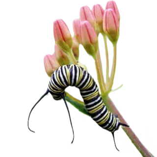 🌸 гусеница, насекомое, природа, монарх, ваточник, цветок telegram sticker