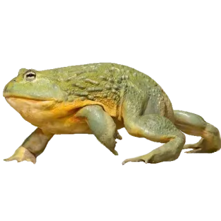 ❤️ rã, anfíbio, animal, vida selvagem, natureza whatsapp sticker