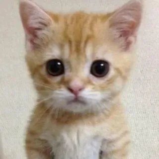 🐱 kot, kociak, słodki, zwierzę, rudy kot telegram sticker