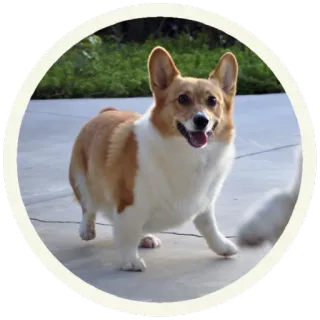 😃 корги, собака, животное, питомец, милый, домашний, млекопитающее whatsapp sticker